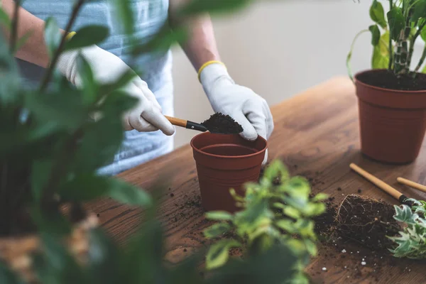 Jardinero mujer replantar planta verde en casa — Foto de Stock