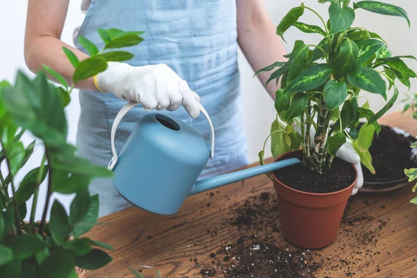 Gärtnerin pflanzt Grünpflanze zu Hause neu — Stockfoto