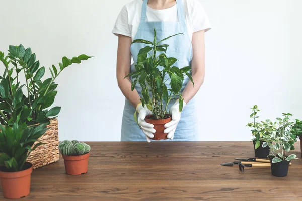 Gardener mulher replantar planta verde em casa — Fotografia de Stock