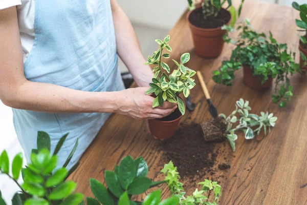 Jardinero mujer replantar planta verde en casa — Foto de Stock