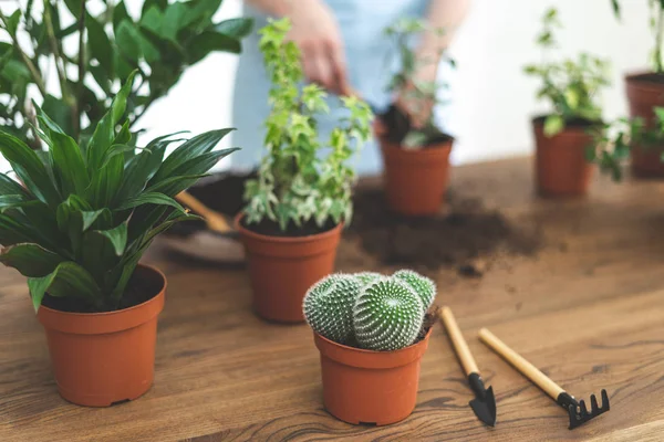 Tuinman vrouw herplant groene plant thuis — Stockfoto