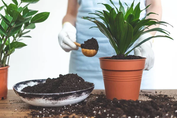 Jardinero mujer replantar planta verde en casa — Foto de Stock