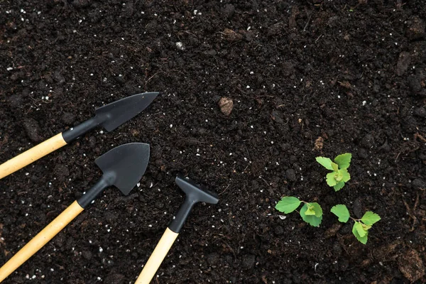 Ställ trädgårdsskötsel verktyg, rake, spade och små gröna lummiga växter o — Stockfoto