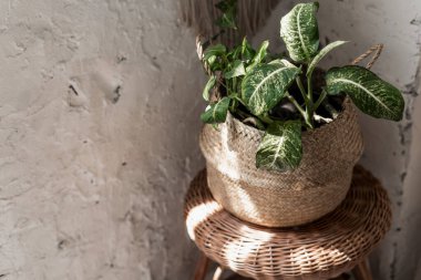 Çiçek saksısında yeşil yapraklı ev bitkisi beyaz fotokopi odasının duvarına karşı, parlak bir sandalyenin üzerinde duruyor.