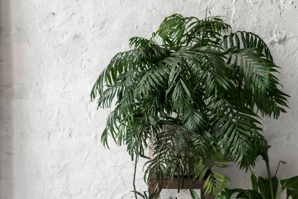 Planta Verde Natural Cesta Vaso Flores Contra Parede Espaço Cópia — Fotografia de Stock