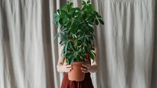 Conceito Hobby Jardinagem Vista Panorâmica Mulher Adulta Segurando Planta Vaso — Fotografia de Stock