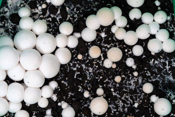 White champignons flourish in dark soil. This healthy growth indicates ideal conditions for edible mushroom cultivation in a controlled environment.