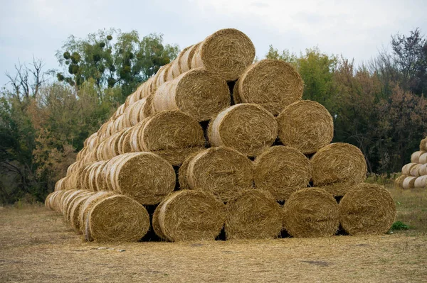 Round bale of hay. Agriculture farm and farming symbol of harvest time with dried grass straw as a bundled tied haystack