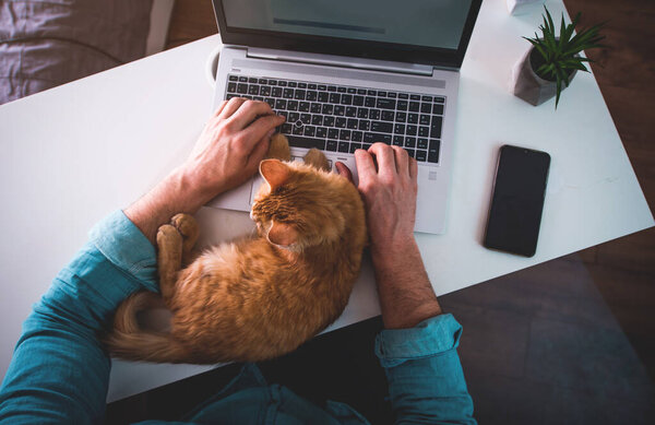 Ginger cat sleeping on man's hands. Man typing on laptop while working from home