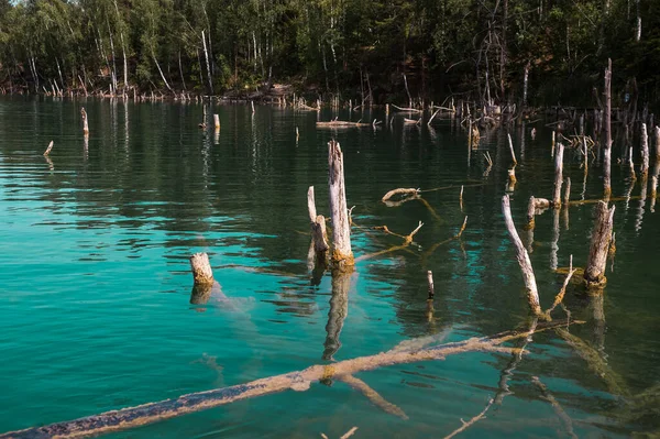 Suda yeni bir mikrop olan eski tahta kütük. Göldeki temiz mavi sudaki kırık ağaçlar. Vahşi doğa.