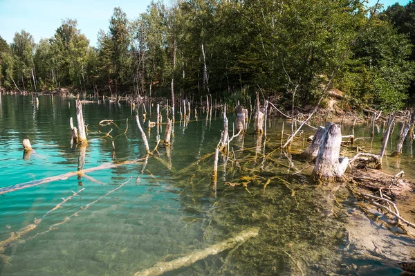 Suyun altında kırık ağaçlar, temiz göl suyunda yüzen balıklar. Temiz mavi su