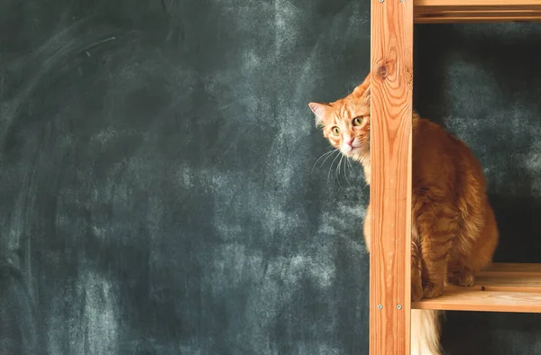 Curious funny ginger pet cat peeking out. Blackboard wall. Funny ginger cat playing hide and seek.