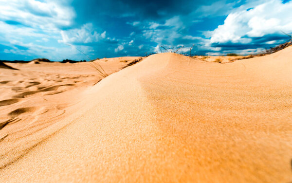 Олешки, Херсонская область Украина. песчаные дюны и маленькие растения в самой большой природной пустыне Европы Олешковский Пеский