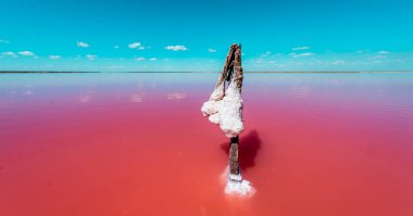 Ukrayna 'nın tuzlu kıyıları, Avrupa. Su, yüksek tuz seviyelerinde yetişen özel bir yosundan dolayı pembe görünüyor. Ahşap kütükte tuzlu kırmızı su