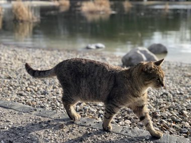 Çok güzel yürüyen kedi