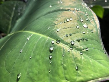 Çiy yakın çekimli yaprak