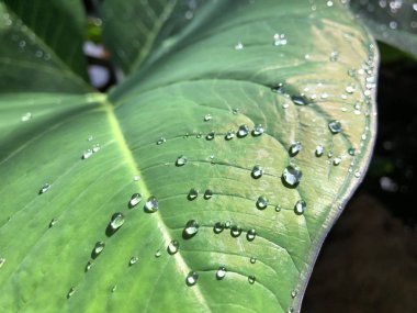 Çiy yakın çekimli yaprak