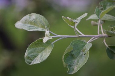 arka plan bulanık üzerinde elma ağacının dalını