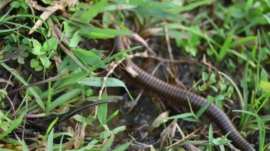 Narceus americanus kırkayağı. Kuzey Amerika 'nın büyük bir kırkayağı. Yaygın adı Amerikan dev kırkayağı, solucan kırkayak solucanı.