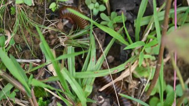 Narceus americanus kırkayağı. Kuzey Amerika 'nın büyük bir kırkayağı. Yaygın adı Amerikan dev kırkayağı, solucan kırkayak solucanı.