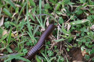 Narceus americanus kırkayağı. Kuzey Amerika 'nın büyük bir kırkayağı. Yaygın adı Amerikan dev kırkayağı, solucan kırkayak solucanı.