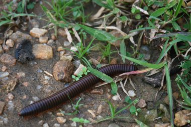 Narceus americanus kırkayağı. Kuzey Amerika 'nın büyük bir kırkayağı. Yaygın adı Amerikan dev kırkayağı, solucan kırkayak solucanı.