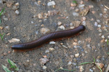 Narceus americanus kırkayağı. Kuzey Amerika 'nın büyük bir kırkayağı. Yaygın adı Amerikan dev kırkayağı, solucan kırkayak solucanı.