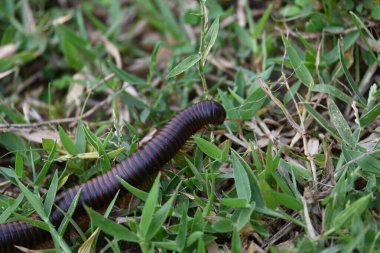 Narceus americanus kırkayağı. Kuzey Amerika 'nın büyük bir kırkayağı. Yaygın adı Amerikan dev kırkayağı, solucan kırkayak solucanı.