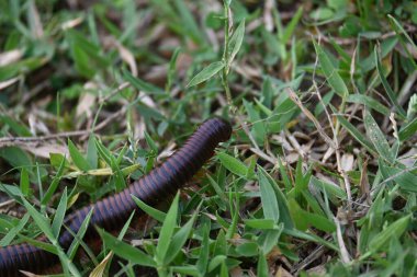 Narceus americanus kırkayağı. Kuzey Amerika 'nın büyük bir kırkayağı. Yaygın adı Amerikan dev kırkayağı, solucan kırkayak solucanı.