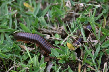 Narceus americanus kırkayağı. Kuzey Amerika 'nın büyük bir kırkayağı. Yaygın adı Amerikan dev kırkayağı, solucan kırkayak solucanı.