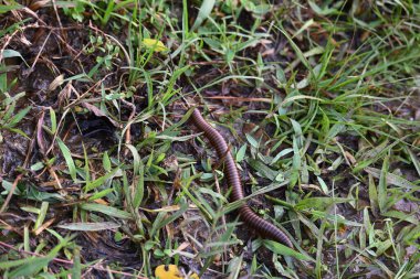 Narceus americanus kırkayağı. Kuzey Amerika 'nın büyük bir kırkayağı. Yaygın adı Amerikan dev kırkayağı, solucan kırkayak solucanı.
