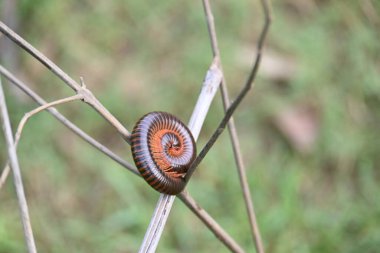 Narceus americanus kırkayağı. Kuzey Amerika 'nın büyük bir kırkayağı. Yaygın adı Amerikan dev kırkayağı, solucan kırkayak solucanı.