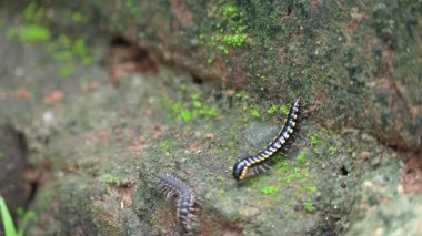 Harpaphe haydenana kırkayağı. Yaygın isimleri sarı benekli kırkayak, badem kokulu kırkayak ve siyanür kırkayağı. Bu bir polidesmidanor yassı sırtlı kırkayak türü..