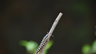 Harpaphe haydenana kırkayağı. Yaygın isimleri sarı benekli kırkayak, badem kokulu kırkayak ve siyanür kırkayağı. Bu bir polidesmidanor yassı sırtlı kırkayak türü..