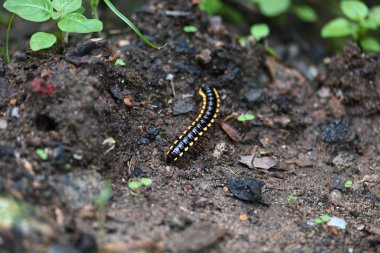 Harpaphe haydenana kırkayağı. Yaygın isimleri sarı benekli kırkayak, badem kokulu kırkayak ve siyanür kırkayağı. Bu bir polidesmidanor yassı sırtlı kırkayak türü..