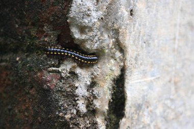 Harpaphe haydenana kırkayağı. Yaygın isimleri sarı benekli kırkayak, badem kokulu kırkayak ve siyanür kırkayağı. Bu bir polidesmidanor yassı sırtlı kırkayak türü..
