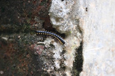 Harpaphe haydenana kırkayağı. Yaygın isimleri sarı benekli kırkayak, badem kokulu kırkayak ve siyanür kırkayağı. Bu bir polidesmidanor yassı sırtlı kırkayak türü..