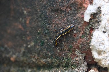 Harpaphe haydenana kırkayağı. Yaygın isimleri sarı benekli kırkayak, badem kokulu kırkayak ve siyanür kırkayağı. Bu bir polidesmidanor yassı sırtlı kırkayak türü..
