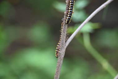 Harpaphe haydenana kırkayağı. Yaygın isimleri sarı benekli kırkayak, badem kokulu kırkayak ve siyanür kırkayağı. Bu bir polidesmidanor yassı sırtlı kırkayak türü..