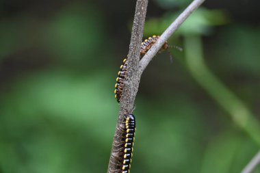 Harpaphe haydenana kırkayağı. Yaygın isimleri sarı benekli kırkayak, badem kokulu kırkayak ve siyanür kırkayağı. Bu bir polidesmidanor yassı sırtlı kırkayak türü..