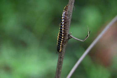 Harpaphe haydenana kırkayağı. Yaygın isimleri sarı benekli kırkayak, badem kokulu kırkayak ve siyanür kırkayağı. Bu bir polidesmidanor yassı sırtlı kırkayak türü..