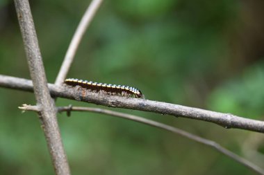 Harpaphe haydenana kırkayağı. Yaygın isimleri sarı benekli kırkayak, badem kokulu kırkayak ve siyanür kırkayağı. Bu bir polidesmidanor yassı sırtlı kırkayak türü..
