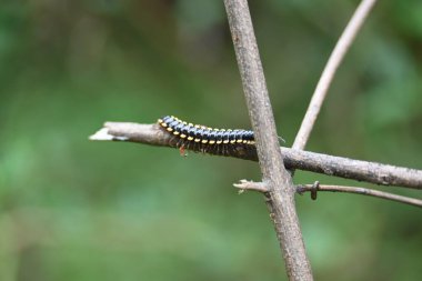 Harpaphe haydenana kırkayağı. Yaygın isimleri sarı benekli kırkayak, badem kokulu kırkayak ve siyanür kırkayağı. Bu bir polidesmidanor yassı sırtlı kırkayak türü..