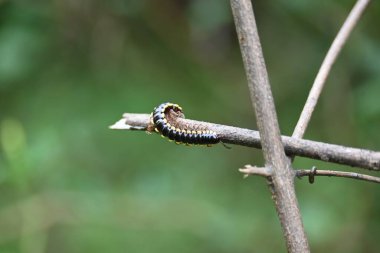 Harpaphe haydenana kırkayağı. Yaygın isimleri sarı benekli kırkayak, badem kokulu kırkayak ve siyanür kırkayağı. Bu bir polidesmidanor yassı sırtlı kırkayak türü..