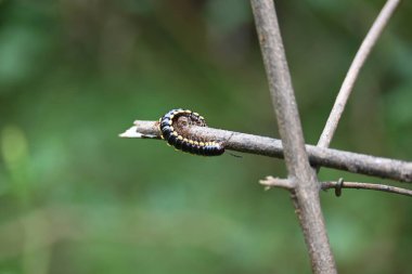Harpaphe haydenana kırkayağı. Yaygın isimleri sarı benekli kırkayak, badem kokulu kırkayak ve siyanür kırkayağı. Bu bir polidesmidanor yassı sırtlı kırkayak türü..