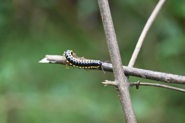 Harpaphe haydenana kırkayağı. Yaygın isimleri sarı benekli kırkayak, badem kokulu kırkayak ve siyanür kırkayağı. Bu bir polidesmidanor yassı sırtlı kırkayak türü..