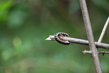 Harpaphe haydenana kırkayağı. Yaygın isimleri sarı benekli kırkayak, badem kokulu kırkayak ve siyanür kırkayağı. Bu bir polidesmidanor yassı sırtlı kırkayak türü..