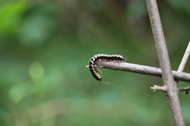Harpaphe haydenana kırkayağı. Yaygın isimleri sarı benekli kırkayak, badem kokulu kırkayak ve siyanür kırkayağı. Bu bir polidesmidanor yassı sırtlı kırkayak türü..