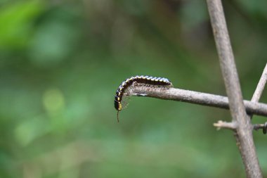 Harpaphe haydenana kırkayağı. Yaygın isimleri sarı benekli kırkayak, badem kokulu kırkayak ve siyanür kırkayağı. Bu bir polidesmidanor yassı sırtlı kırkayak türü..