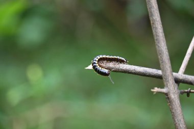 Harpaphe haydenana kırkayağı. Yaygın isimleri sarı benekli kırkayak, badem kokulu kırkayak ve siyanür kırkayağı. Bu bir polidesmidanor yassı sırtlı kırkayak türü..